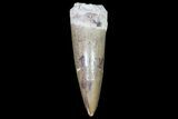 Phytosaur (Machaeroprosopus) Tooth - Arizona #66407-1